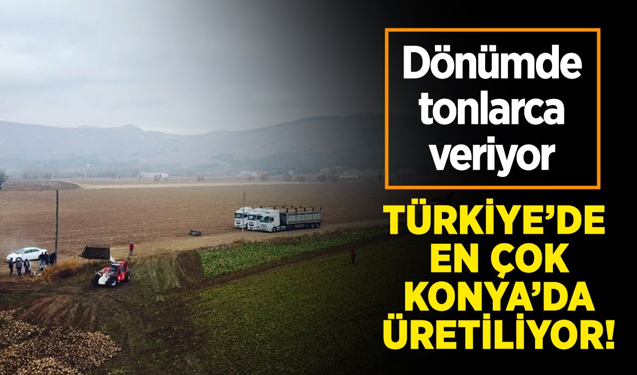 Türkiye’de en çok Konya’da üretiliyor! Dönümde tonlarca veriyor