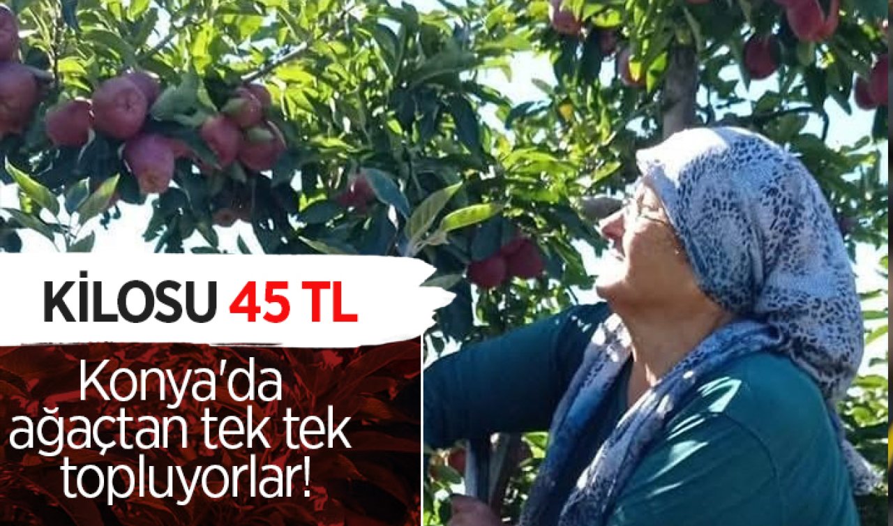 Konya’da ağaçtan tek tek topluyorlar! Kilosu 45 TL 