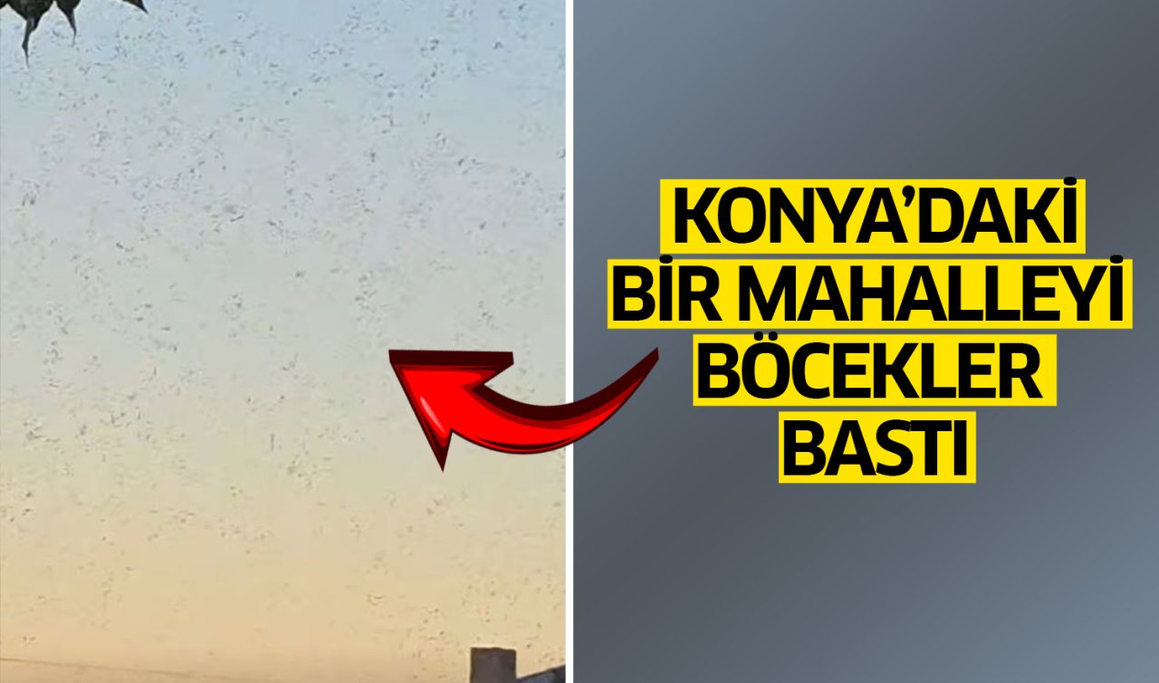 Konya’daki bir mahalleyi böcekler bastı!