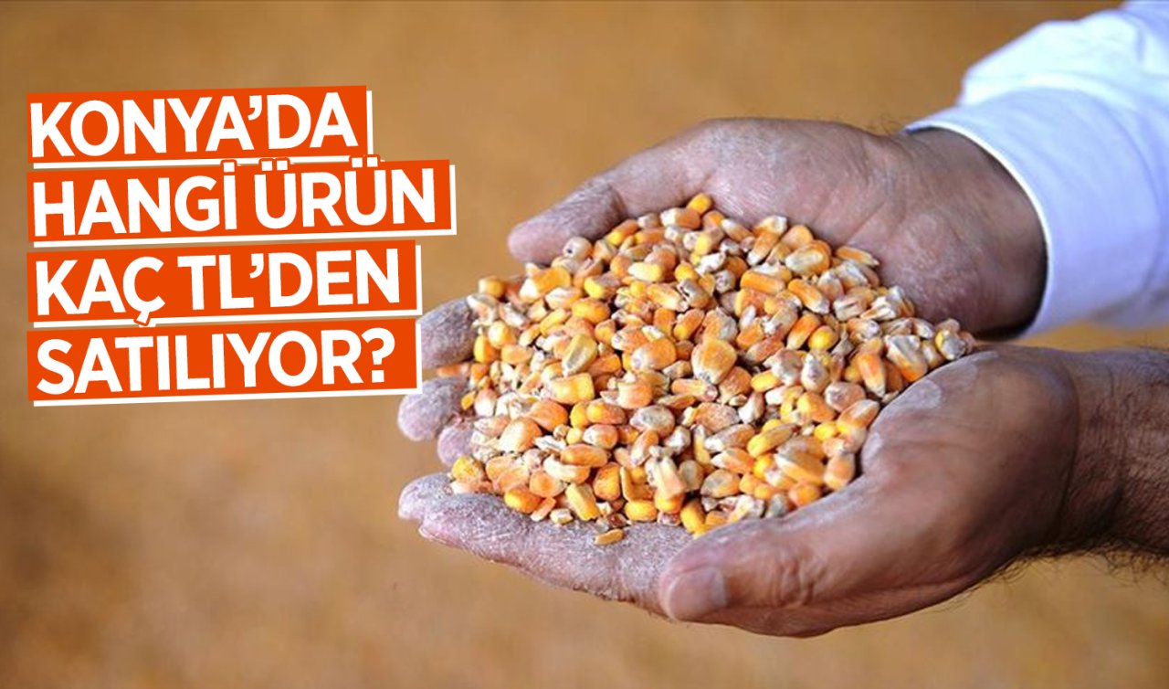 Konya’da hasat hızlandı! Mısır, buğday, arpa, kuru fasulye, piyasası güncel rakamlar