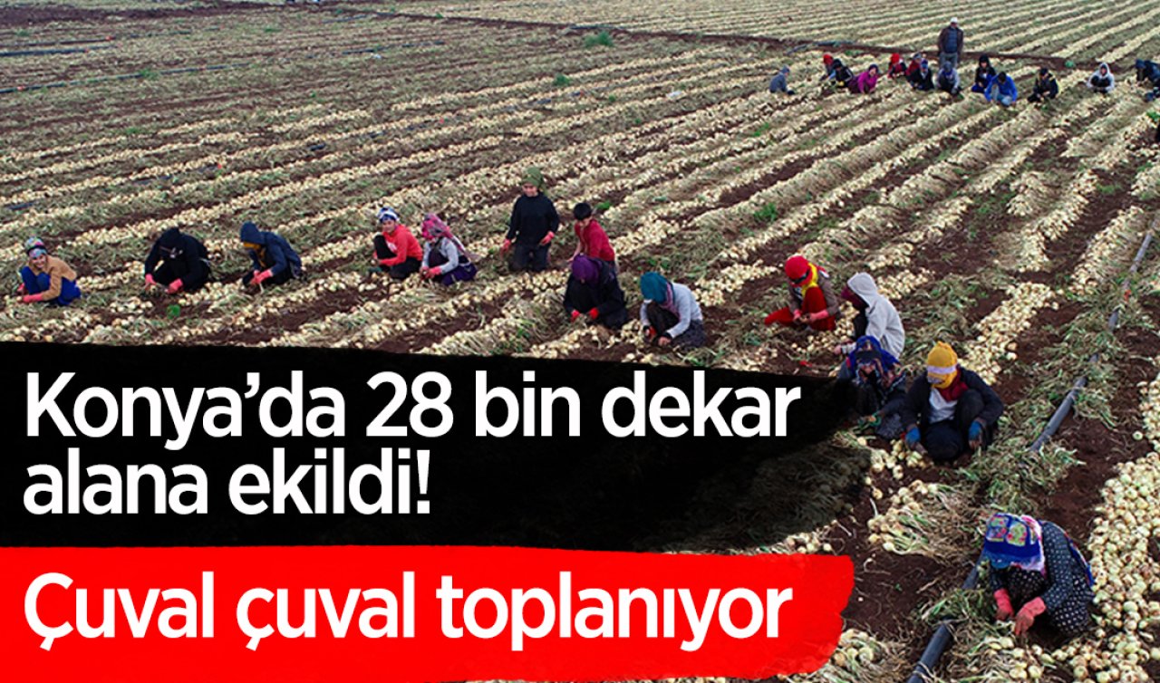 Konya’da 28 bin dekar alana ekildi! Çuval çuval toplanıyor