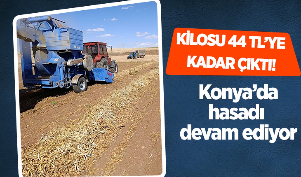 Konya’da hasadı devam ediyor! Kilosu 44 TL’ye kadar çıktı