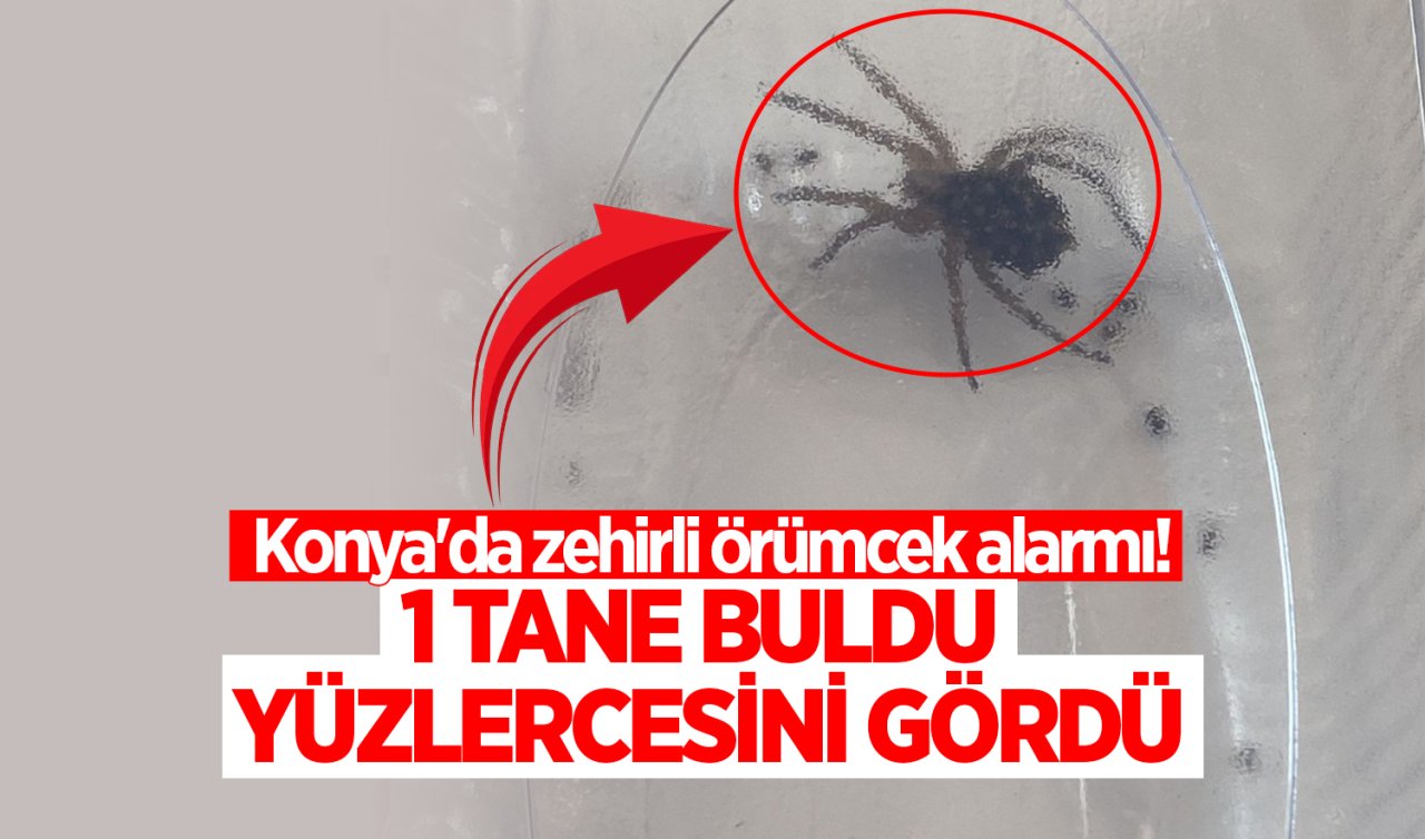 Konya’da zehirli örümcek alarmı! 1 tane buldu yüzlercesini gördü