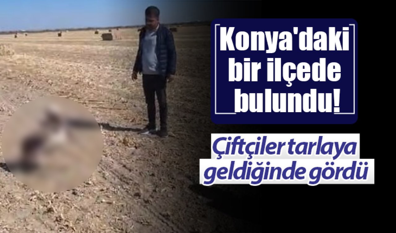 Konya’daki bir ilçede bulundu! Çiftçiler tarlaya geldiğinde gördü