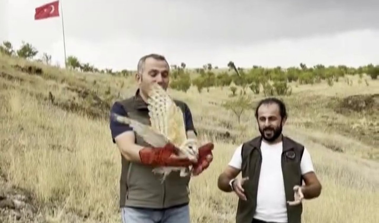 Nadir görülen Peçeli baykuş yeniden yaban hayatta