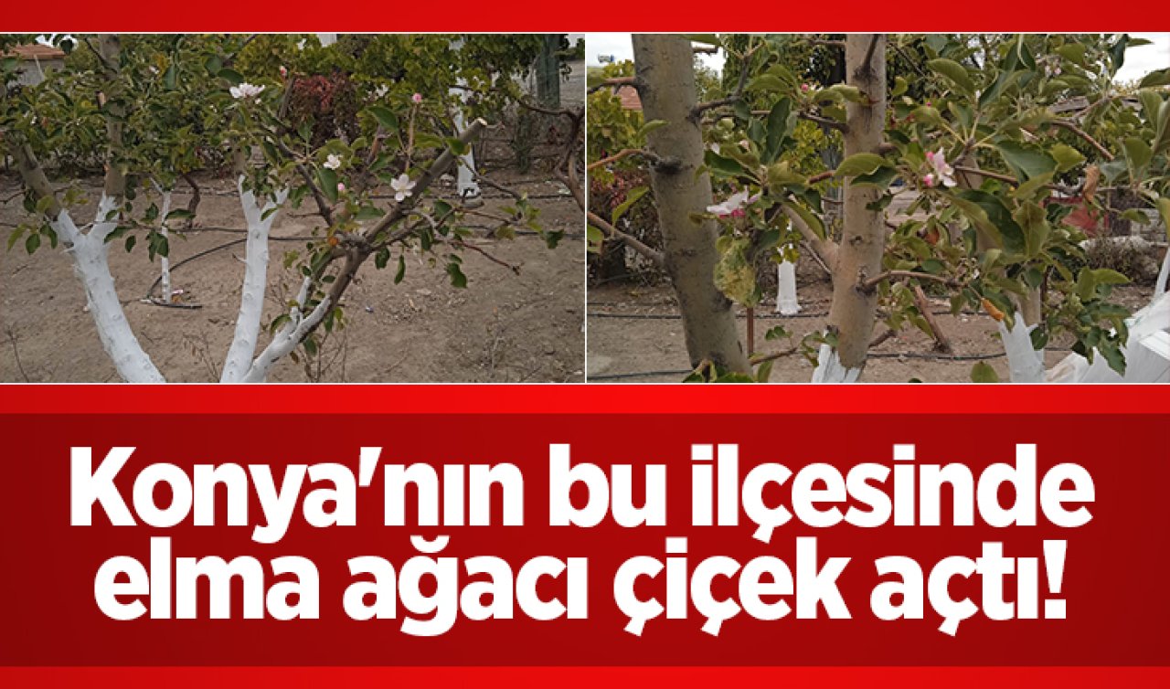 Konya’nın bu ilçesinde elma ağacı çiçek açtı! 