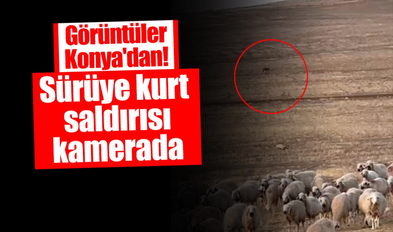 Görüntüler Konya’dan! Sürüye kurt saldırdı: O anlar böyle kaydedildi! 