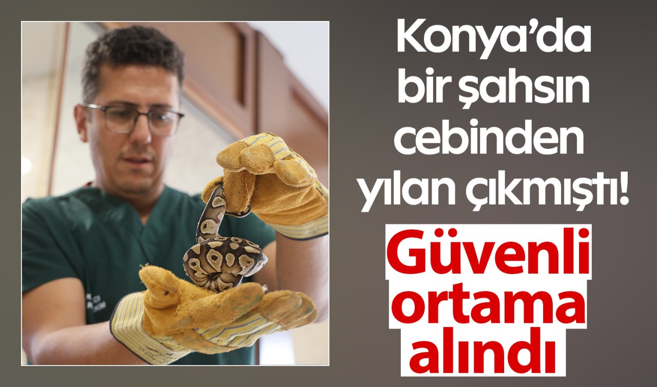 Konya’da bir şahsın cebinden yılan çıkmıştı! Güvenli ortama alındı 