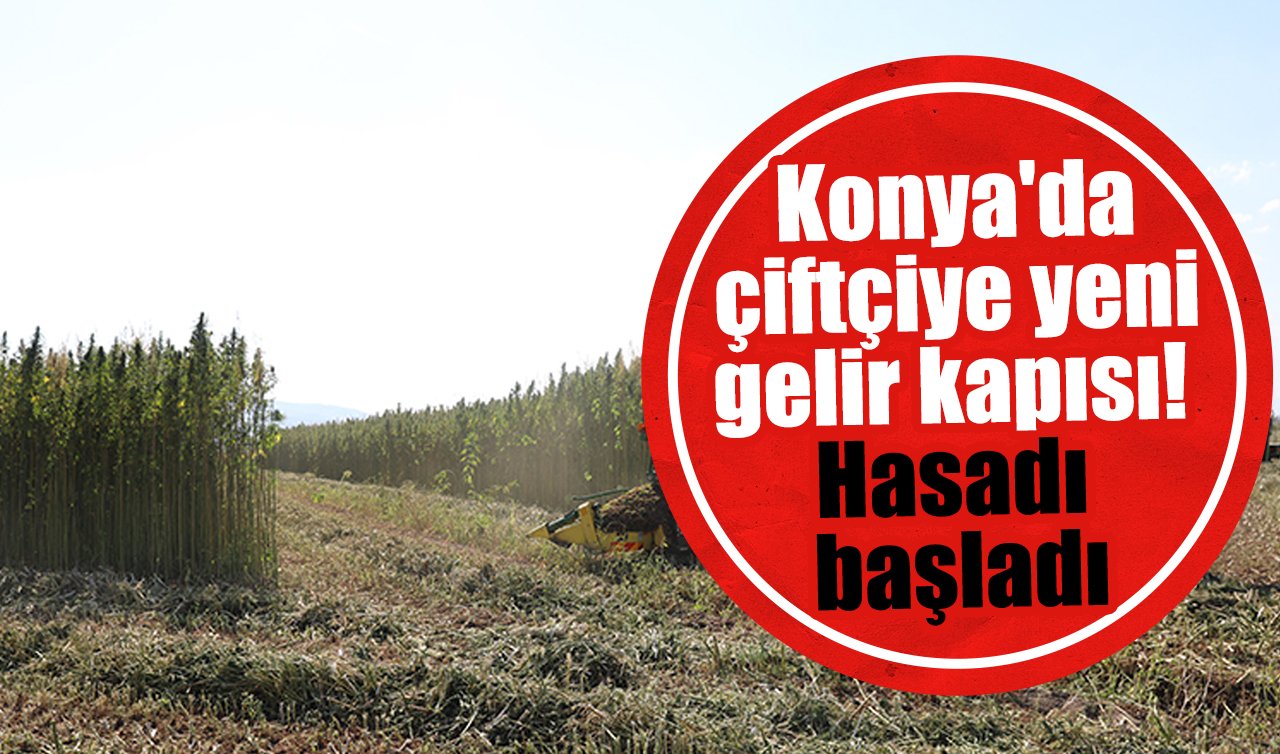 Konya’da çiftçiye yeni gelir kapısı! Hasadı başladı