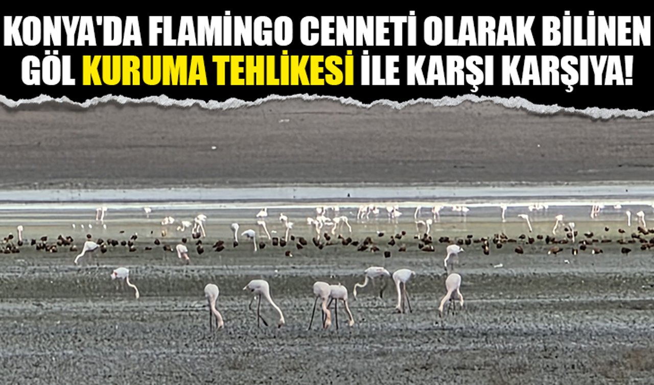 Konya’da flamingo cenneti olarak bilinen göl kuruma tehlikesi ile karşı karşıya!