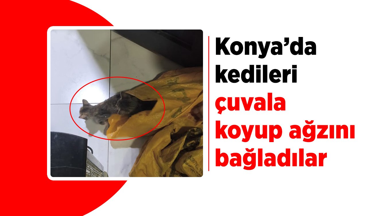Konya’da kedileri çuvala koyup ağzını bağladılar