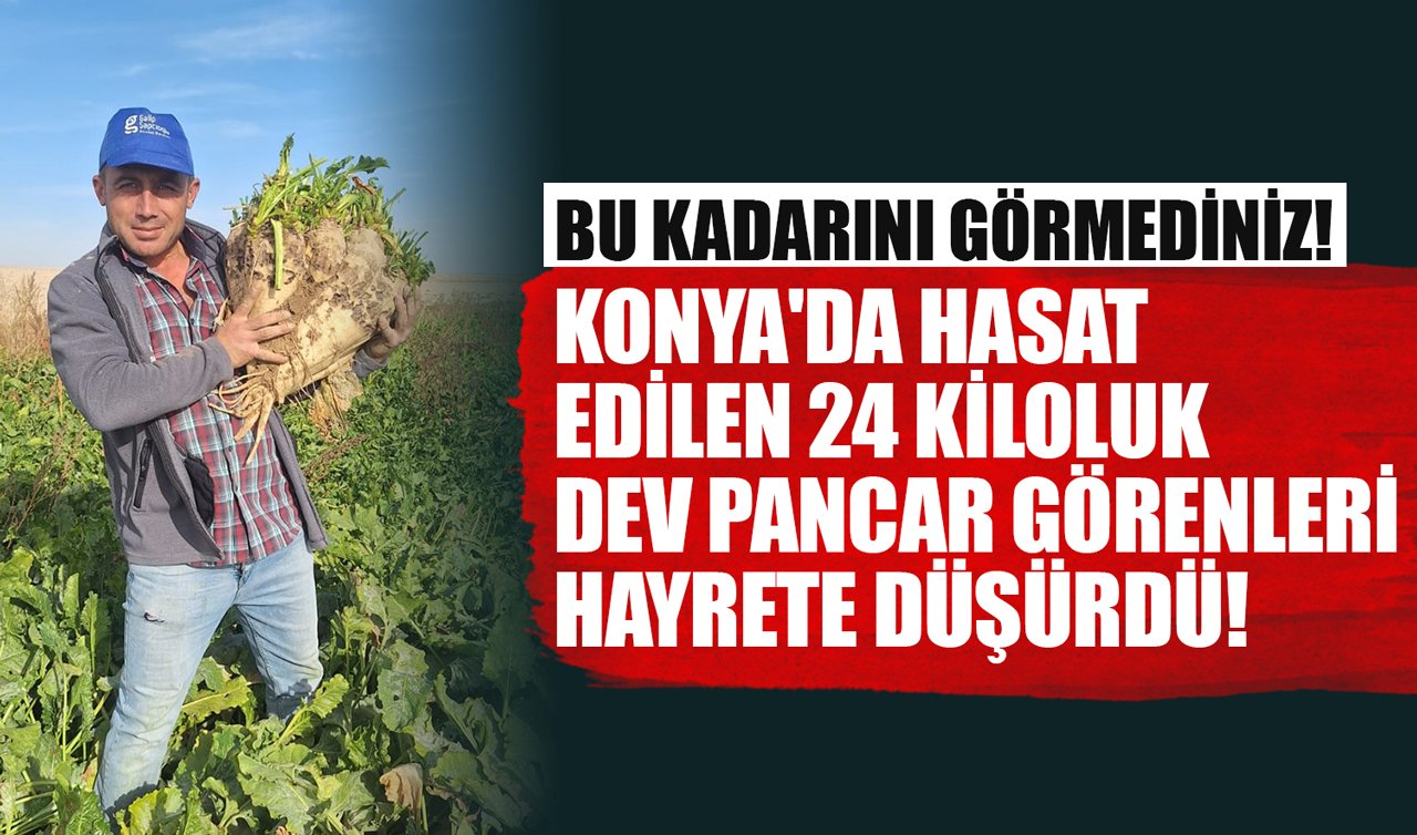 Bu kadarını görmediniz! Konya’da hasat edilen 24 kiloluk dev pancar görenleri hayrete düşürdü!