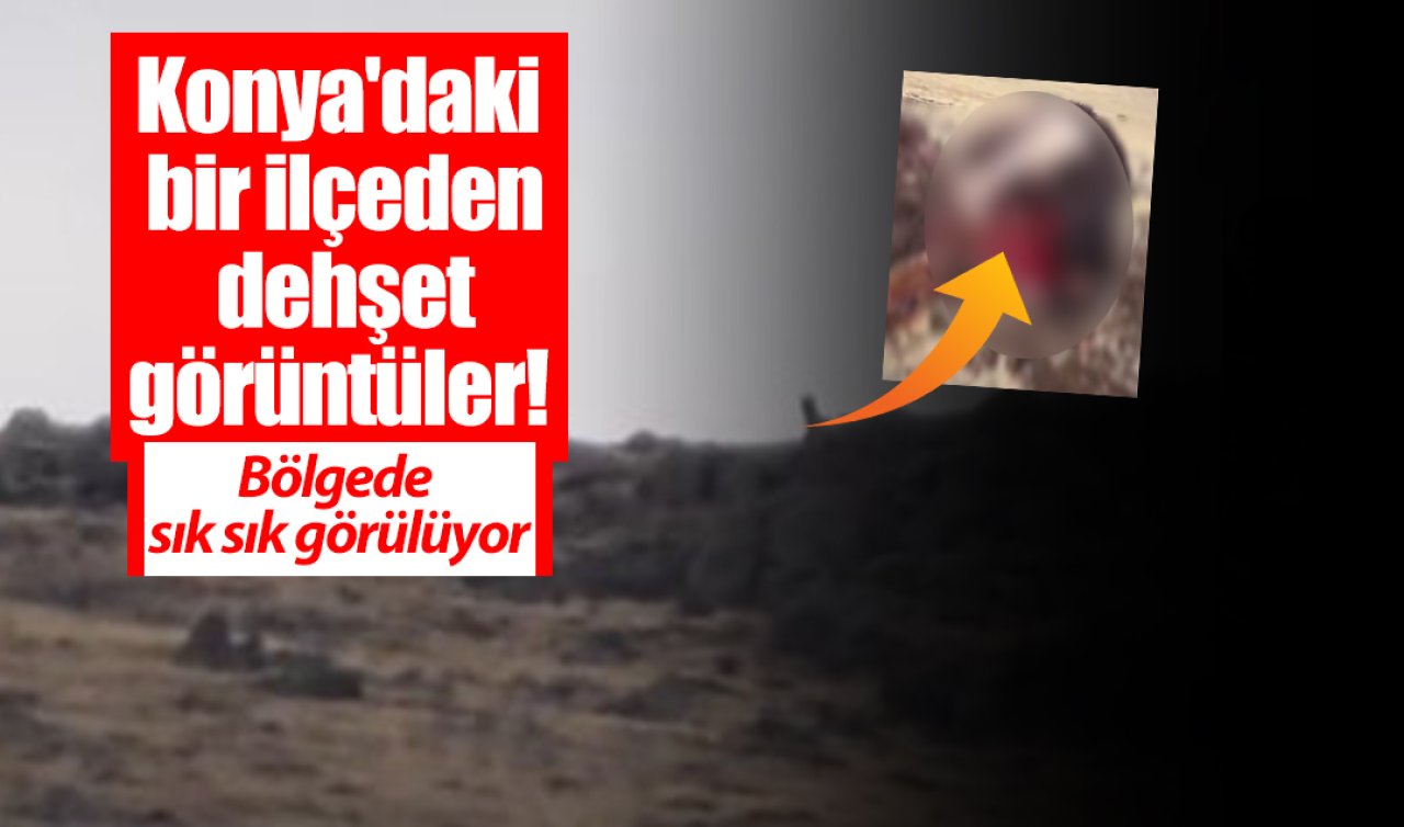 Konya’daki bir ilçeden dehşet görüntüler! Bölgede sık sık görülüyor