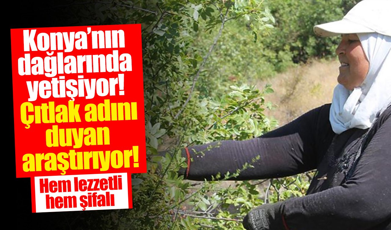 Konya’nın dağlarında yetişiyor! Çıtlak adını duyan araştırıyor! Hem lezzetli hem şifalı