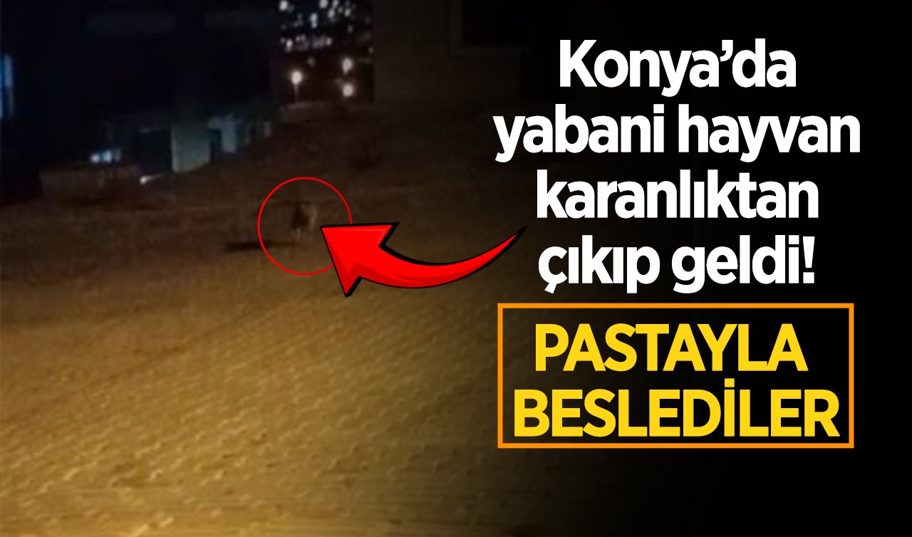 Konya’da yabani hayvan karanlıktan çıkıp geldi! Pastayla beslediler