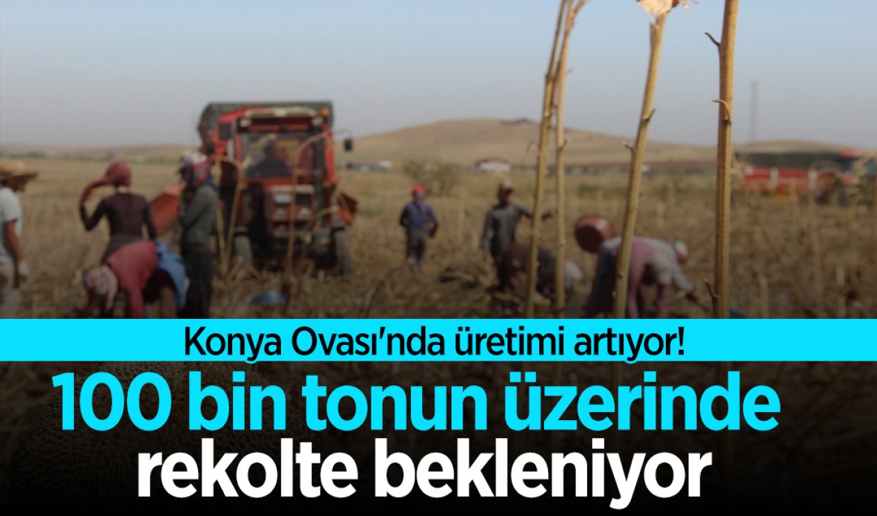 Konya Ovası’nda üretimi artıyor! 100 bin tonun üzerinde rekolte bekleniyor
