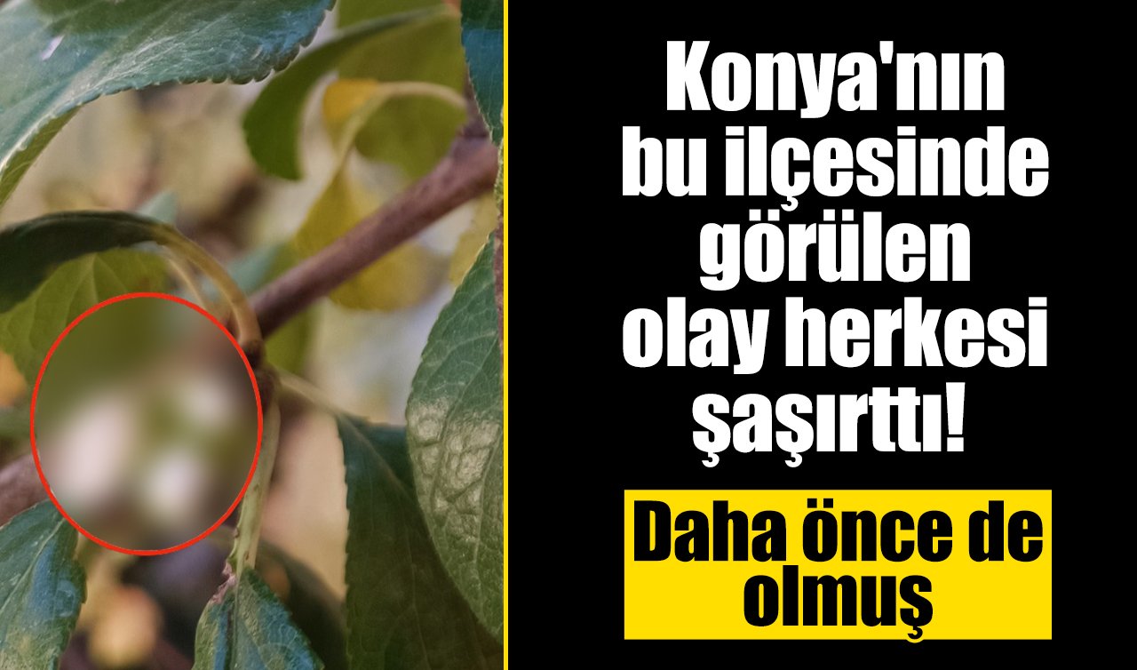 Konya’nın bu ilçesinde görülen olay herkesi şaşırttı! Daha önce de olmuş