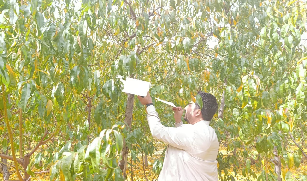 Akşehir’in bitkisel üretiminde zararlılara geçit yok