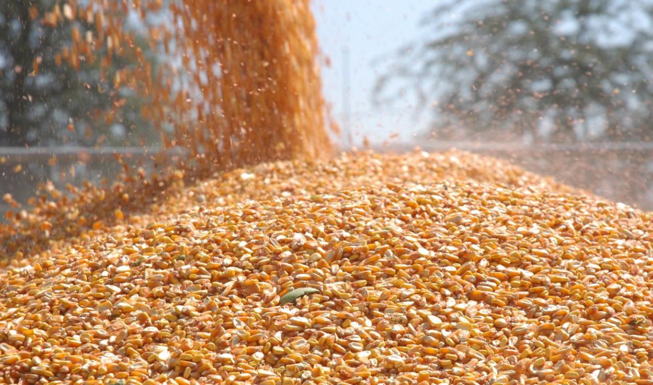 TİGEM 1400 ton dane mısır satacak