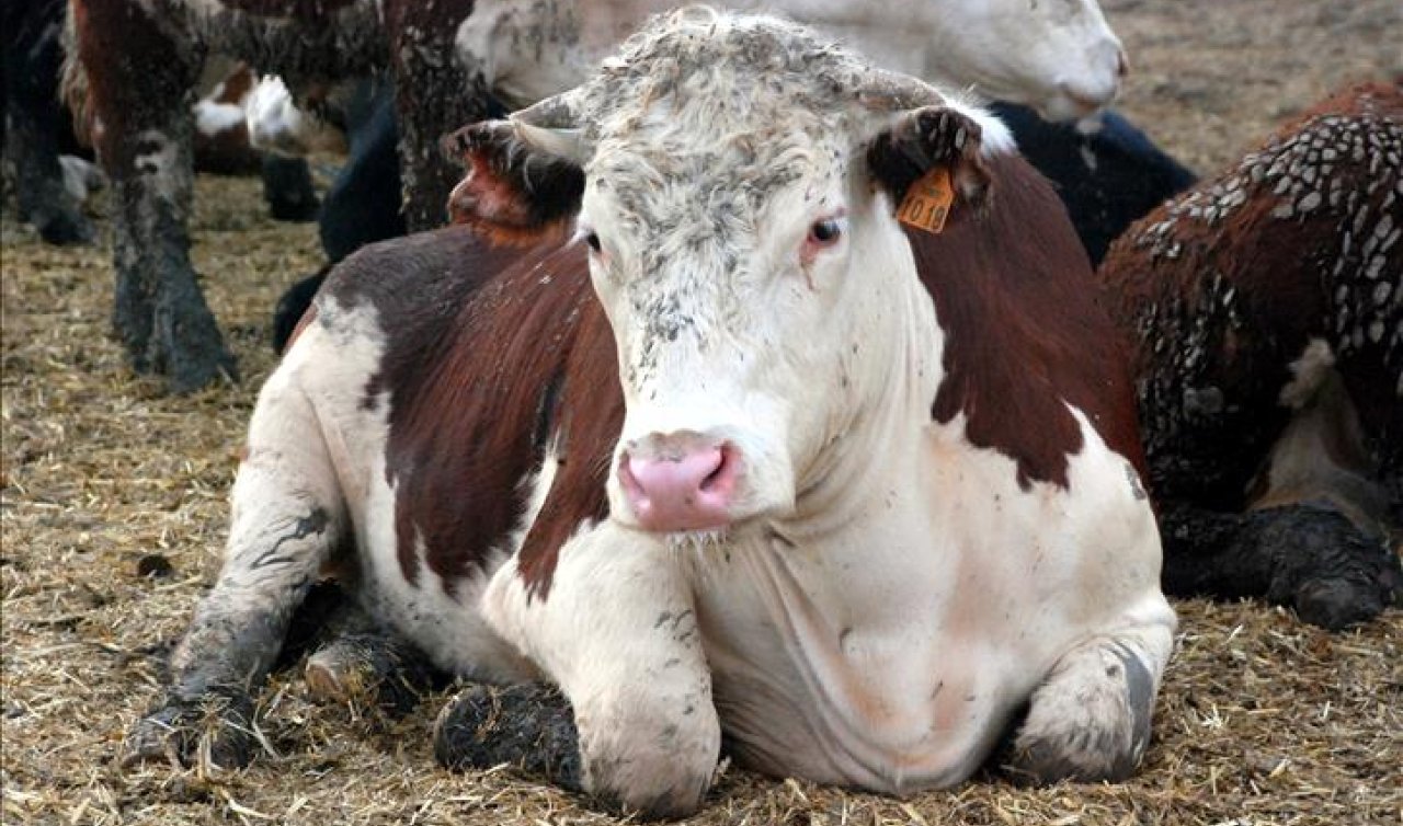 Ölümcül hastalık Deli Dana! İnsanlığın kabusu geri mi dönüyor?