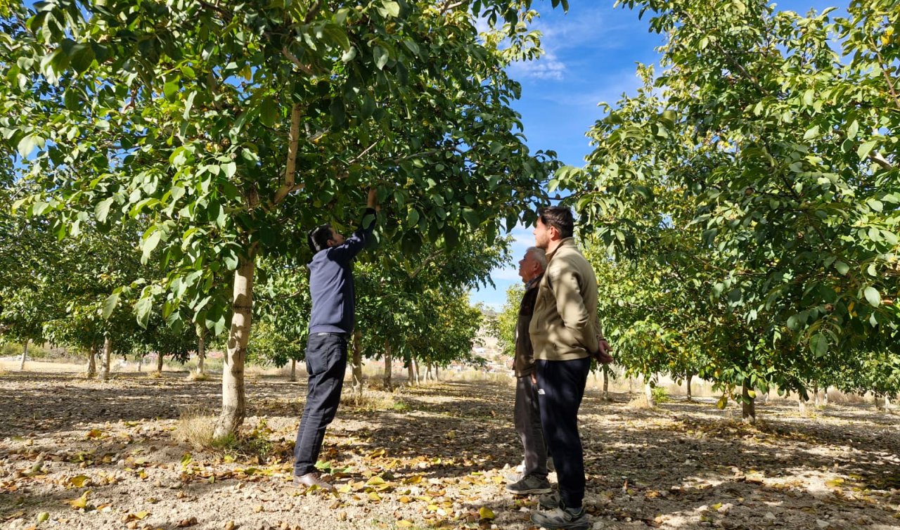 Beyşehir’de ceviz bahçesinde teknik inceleme yapıldı