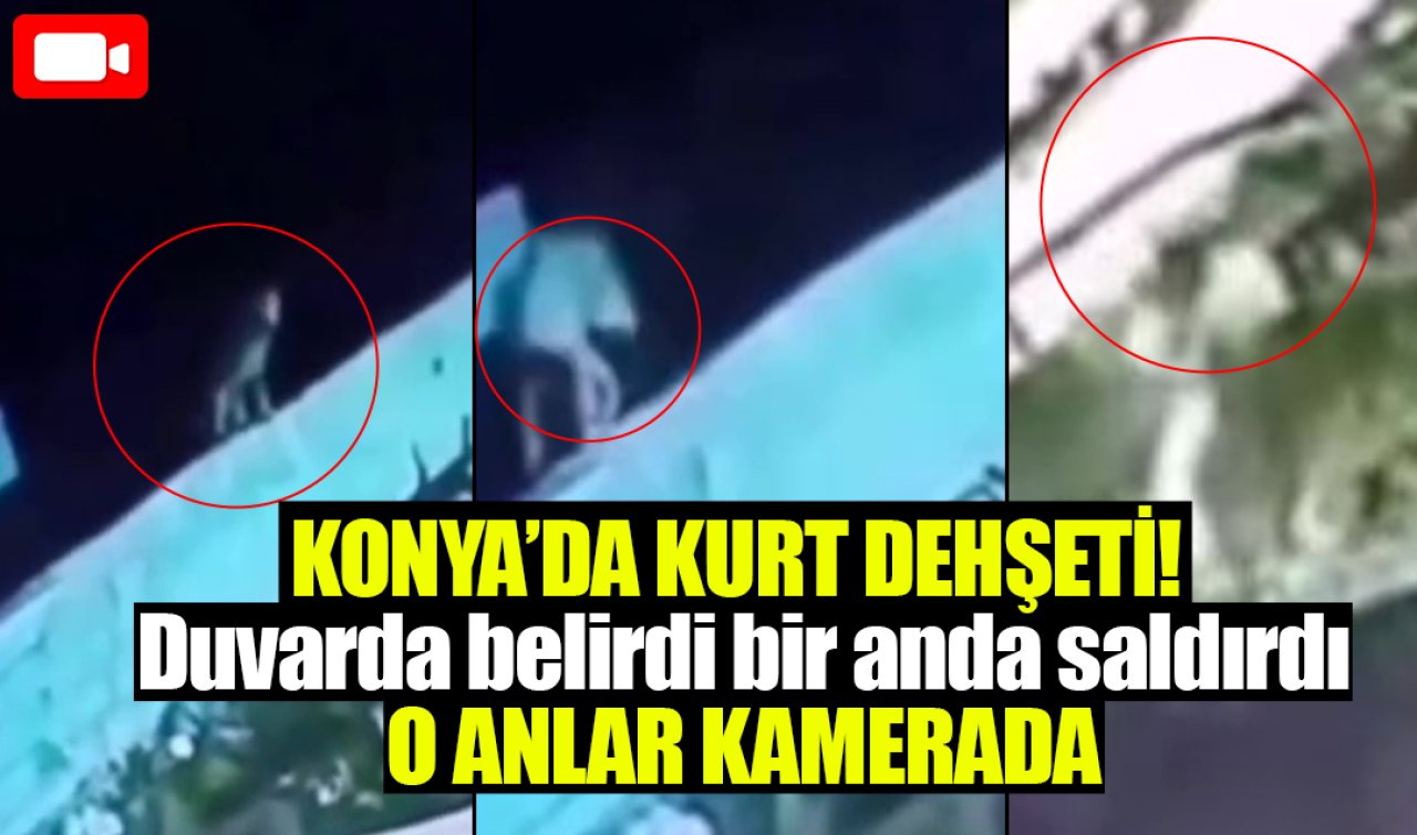 Konya’da kurt dehşeti! Duvarda belirdi bir anda saldırdı: O anlar kamerada! 