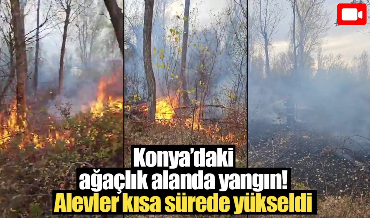 Konya’daki ağaçlık alanda yangın! Alevler kısa sürede yükseldi 