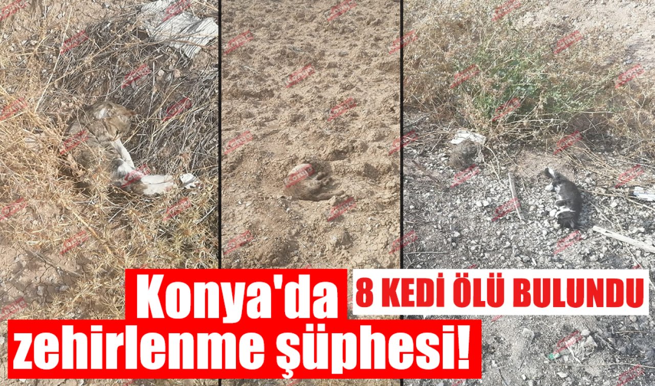 Konya’da zehirlenme şüphesi! 8 kedi ölü bulundu