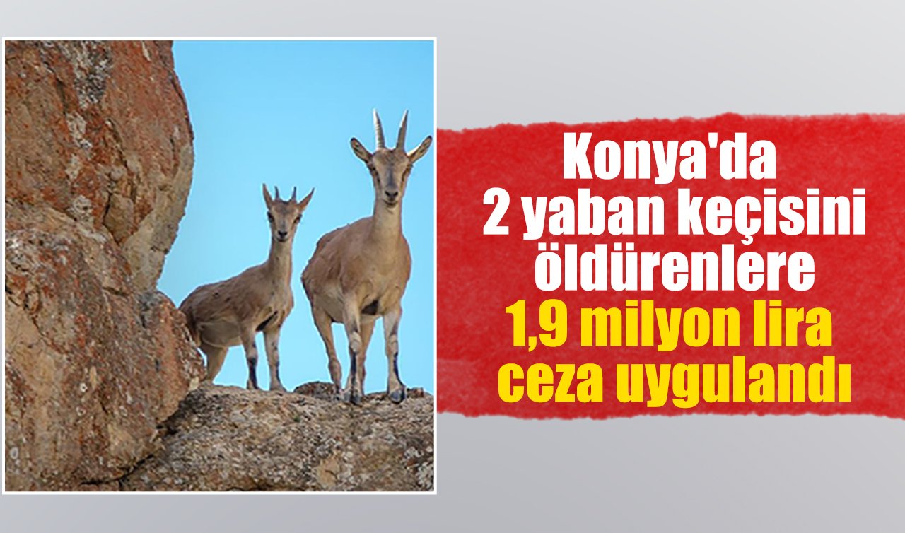 Konya’da 2 yaban keçisini öldürenlere 1,9 milyon lira ceza uygulandı