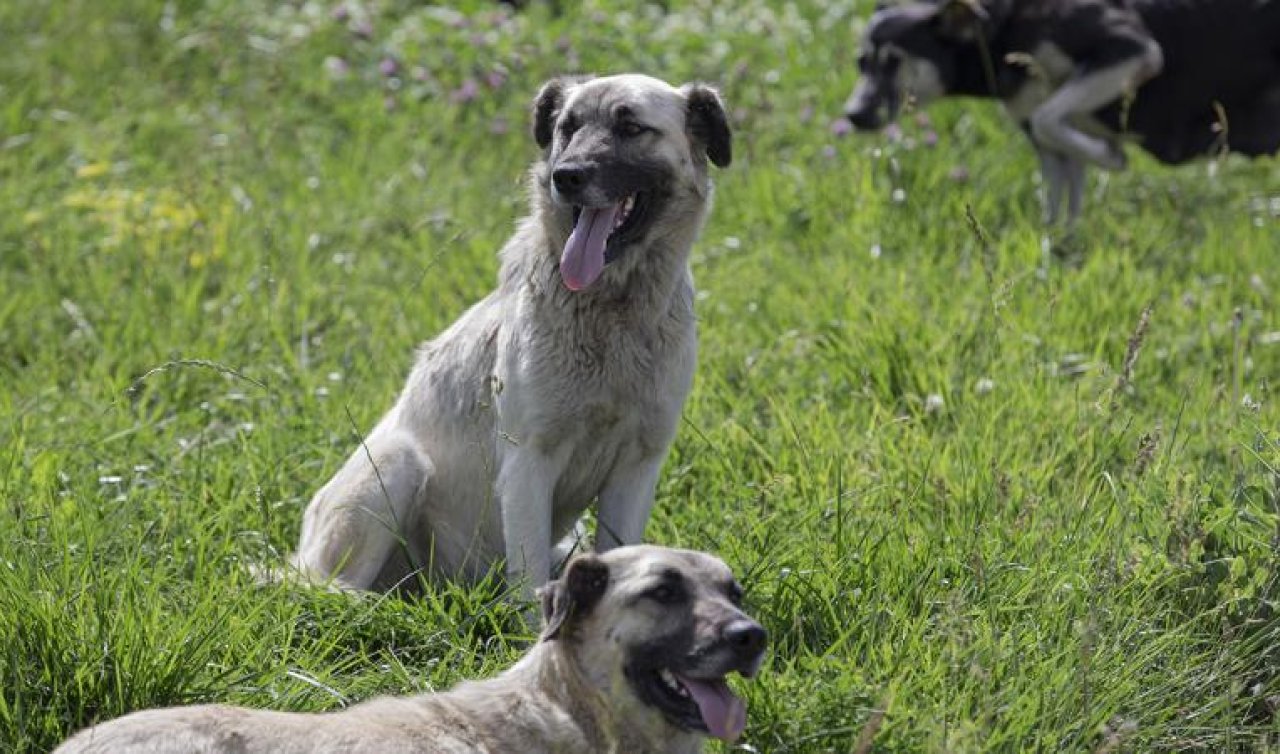 Erzurum’da sahipsiz sokak hayvanlarının tamamı toplandı