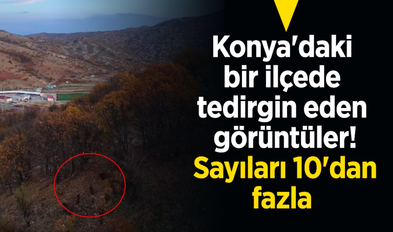 Konya’daki bir ilçede tedirgin eden görüntüler! Sayıları 10’dan fazla 
