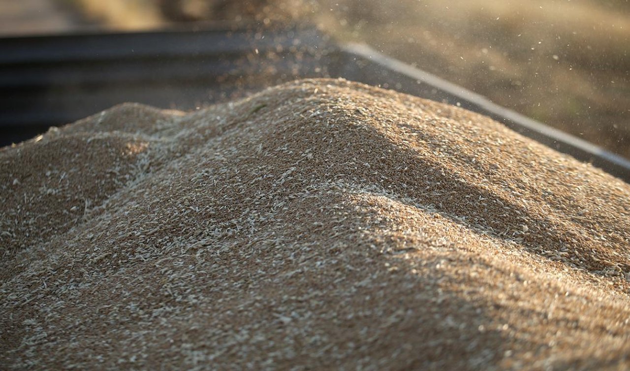 TİGEM 2 bin ton buğday satacak