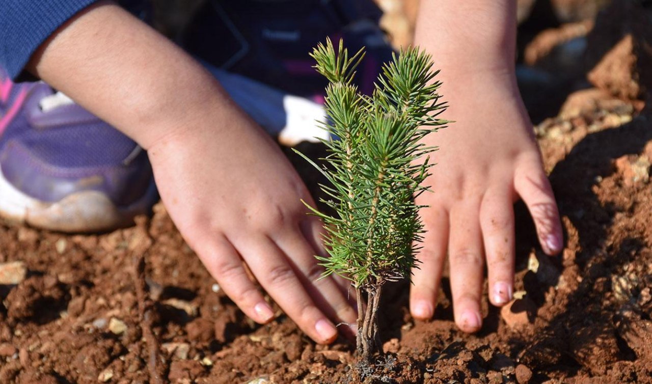 Milyonlarca fidan 11 Kasım’da toprakla buluşacak