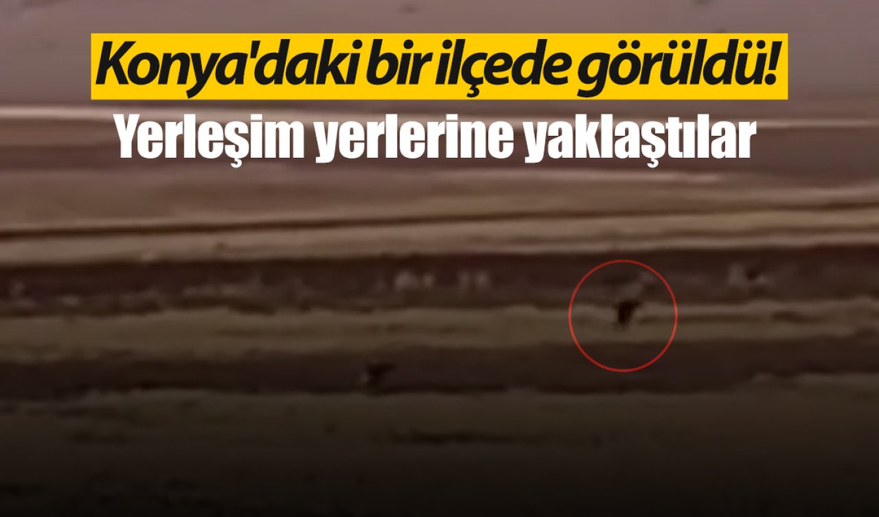 Konya’daki bir ilçede görüldü! Yerleşim yerine yaklaştılar