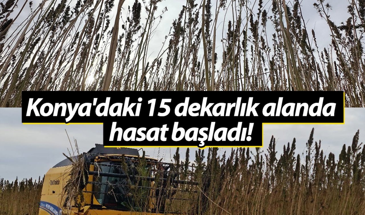 Konya’daki 15 dekarlık alanda hasat başladı! 