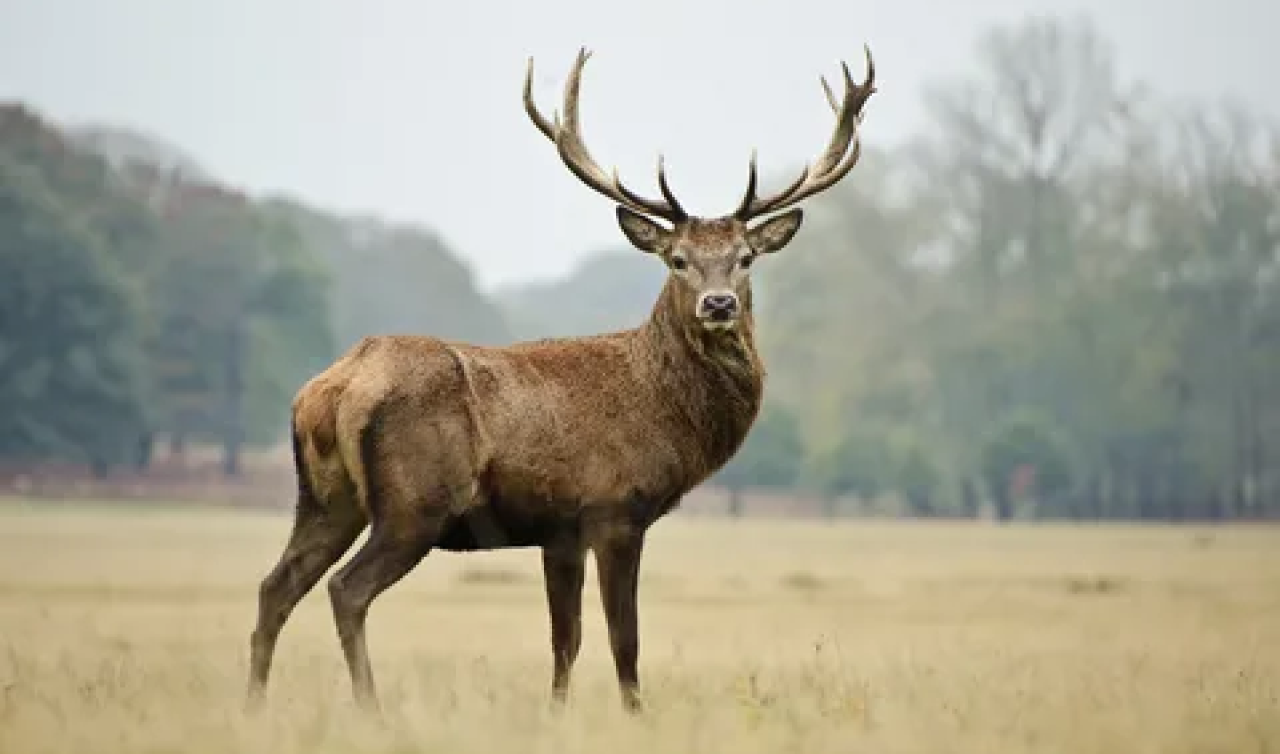 Yaralı Geyik Alameti: Türk Mitolojisinde Geyik Ne Demek?