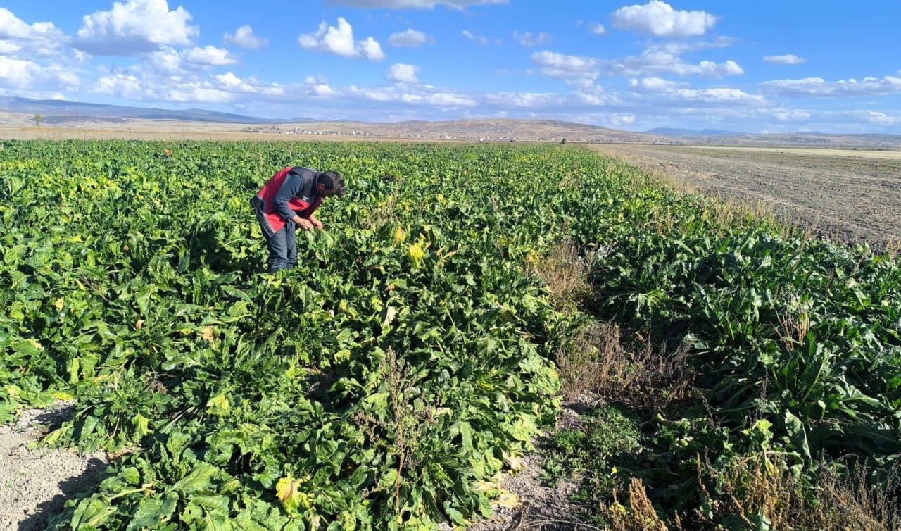 Konya’da şeker pancarı hasadı devam ediyor