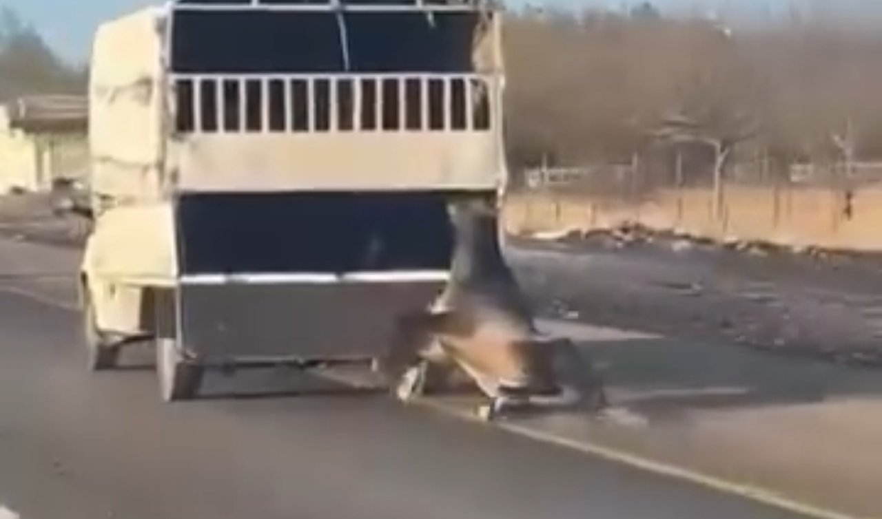 Kamyonetin arkasına bağladığı atı dakikalarca sürükledi