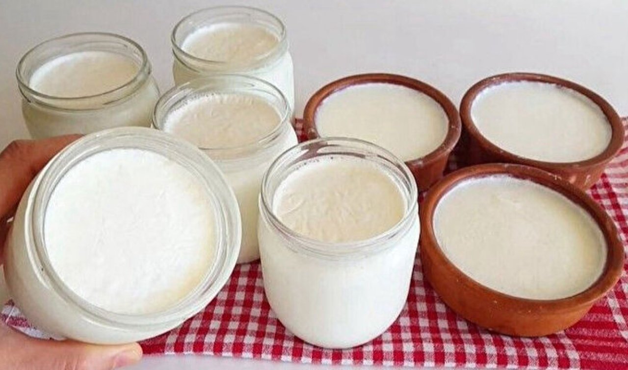  Jersey sütten yoğurt nasıl yapılır? Jersey sütten kaymak alma Jersey süt sağlıklı mı?
