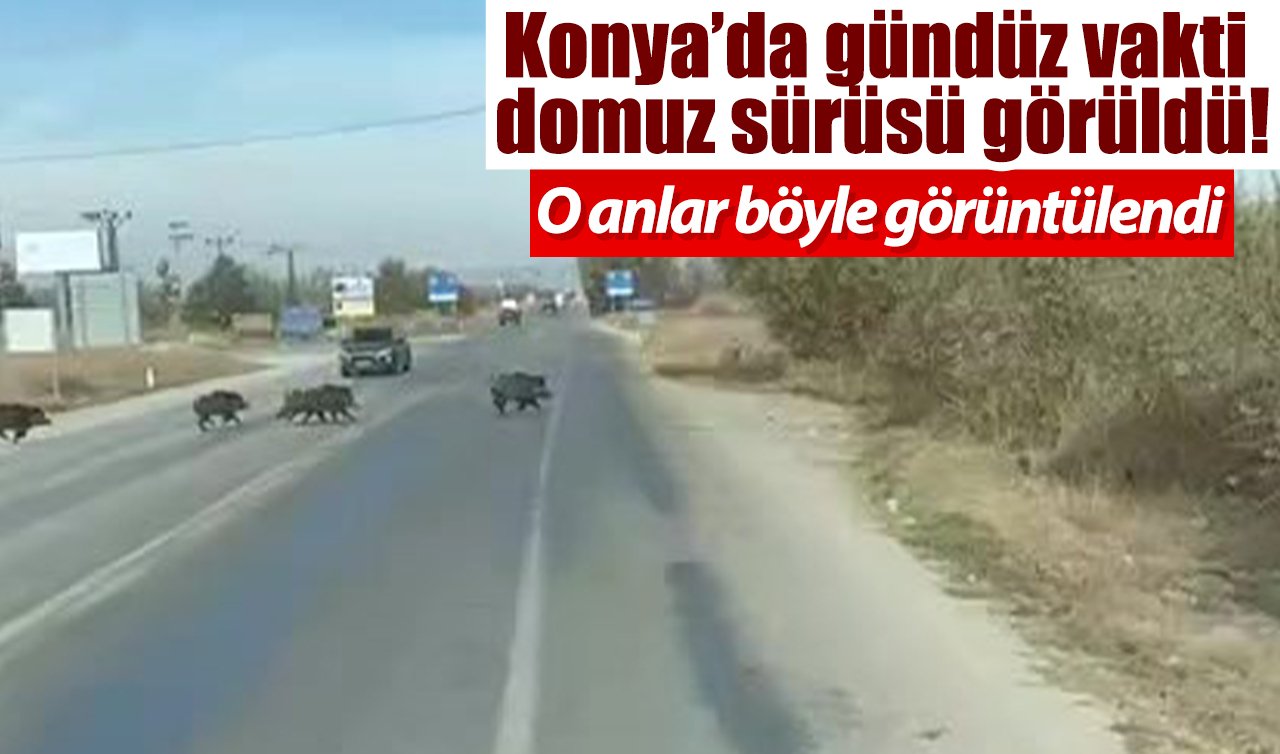 Konya’da gündüz vakti  domuz sürüsü görüldü! O anlar böyle görüntülendi