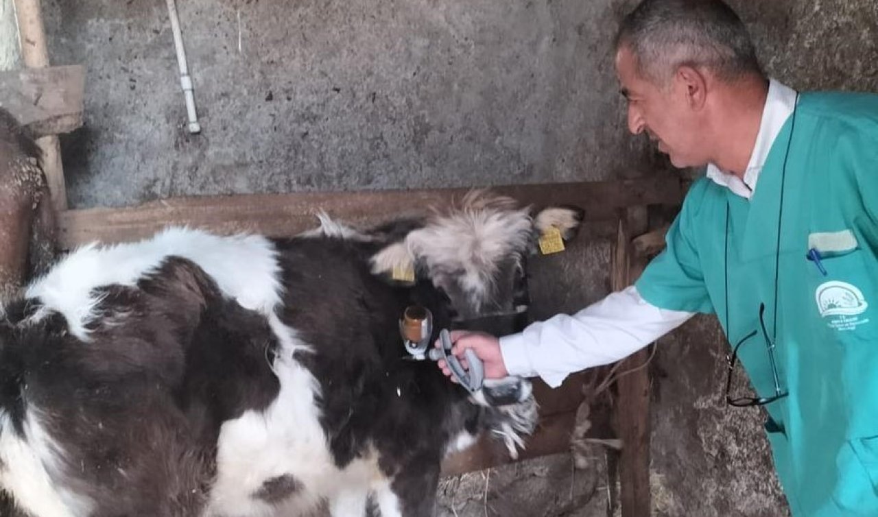 Beyşehir’de şap aşısı seferberliği