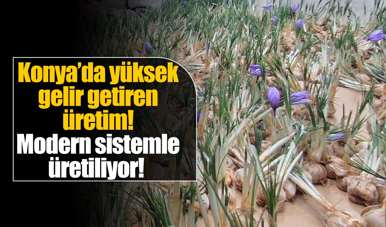 Konya’da yüksek gelir getiren üretim! Modern sistemle üretiliyor!