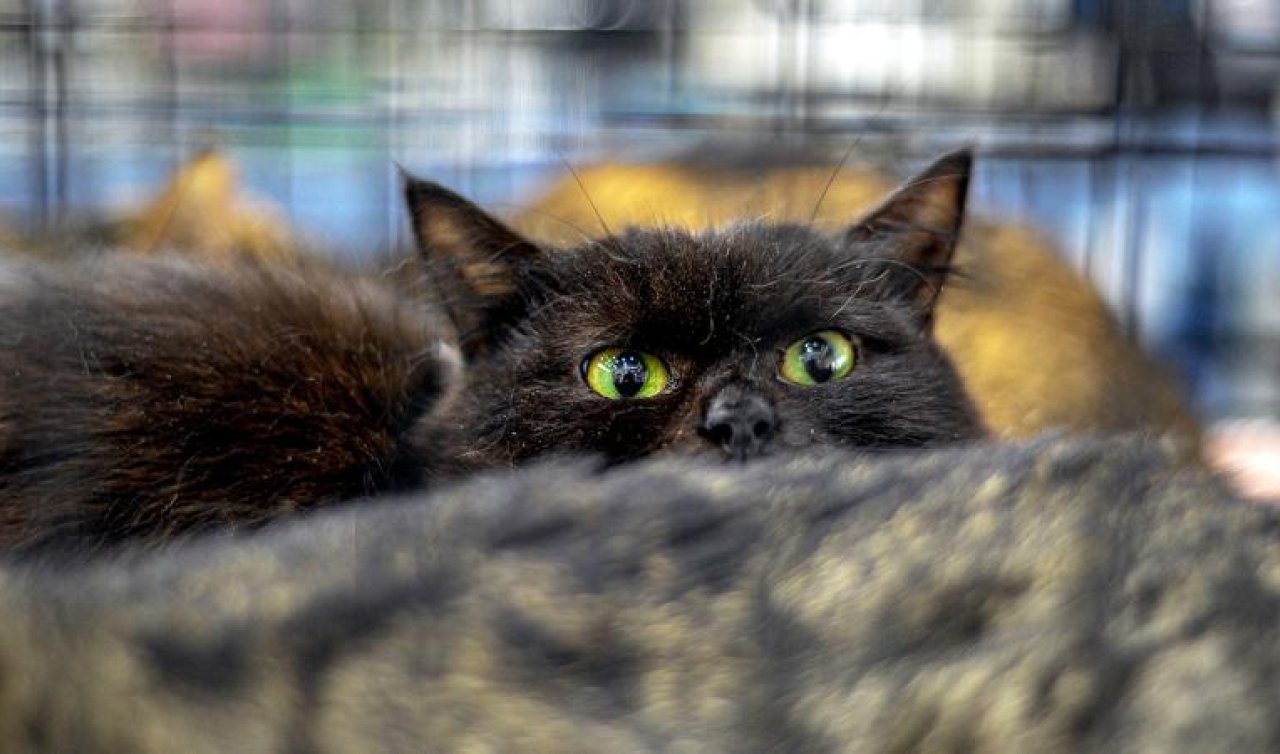  Yeni Zelanda 2050’ye kadar 2.5 milyon kediyi öldürecek