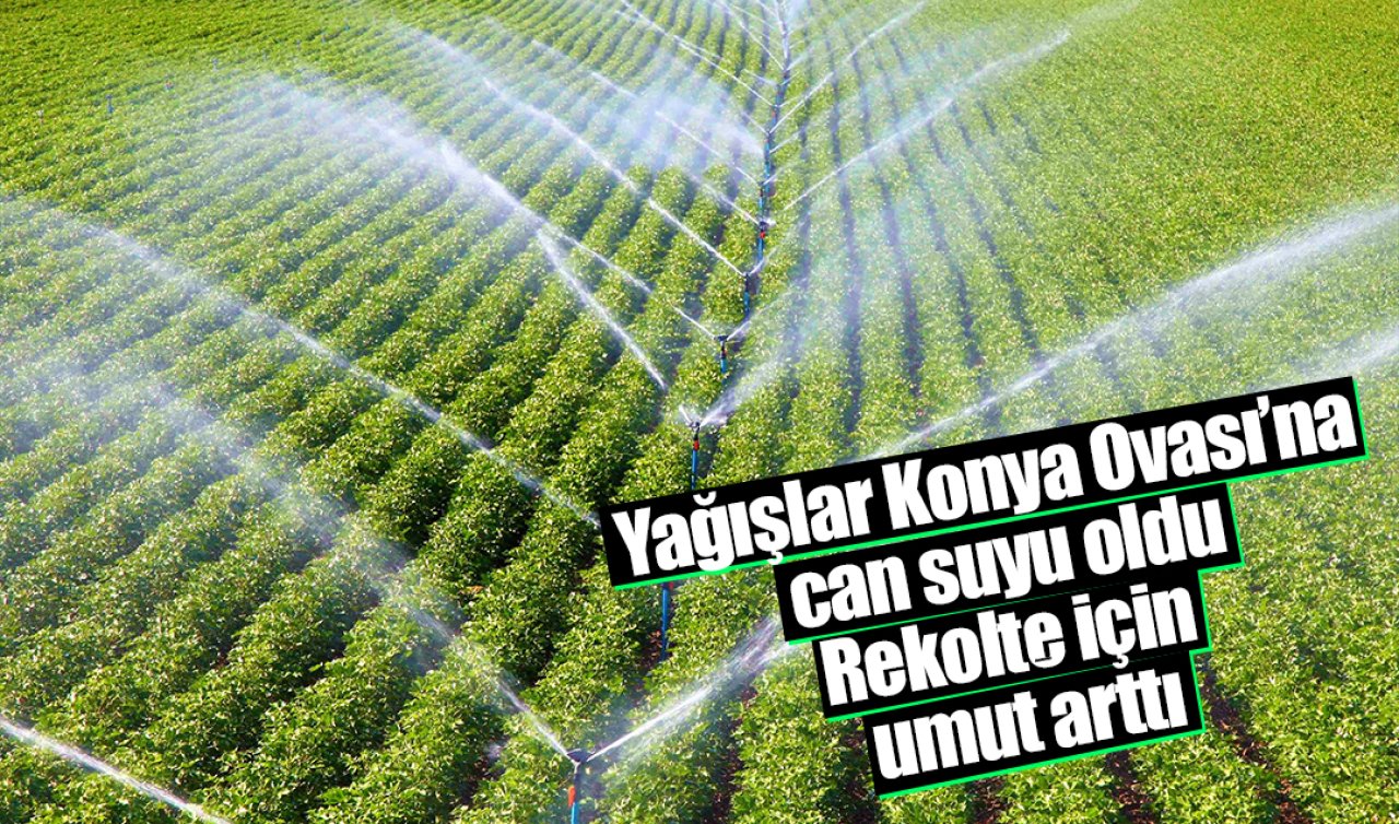 Yağışlar Konya Ovası’na can suyu oldu: Rekolte için umut arttı
