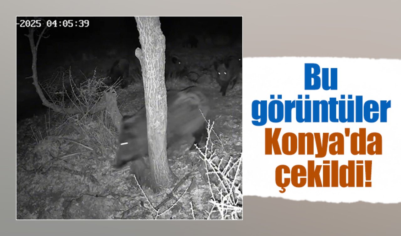 Bu görüntüler Konya’da çekildi! Kurt, domuz ve kızıl şahin aynı kamerada