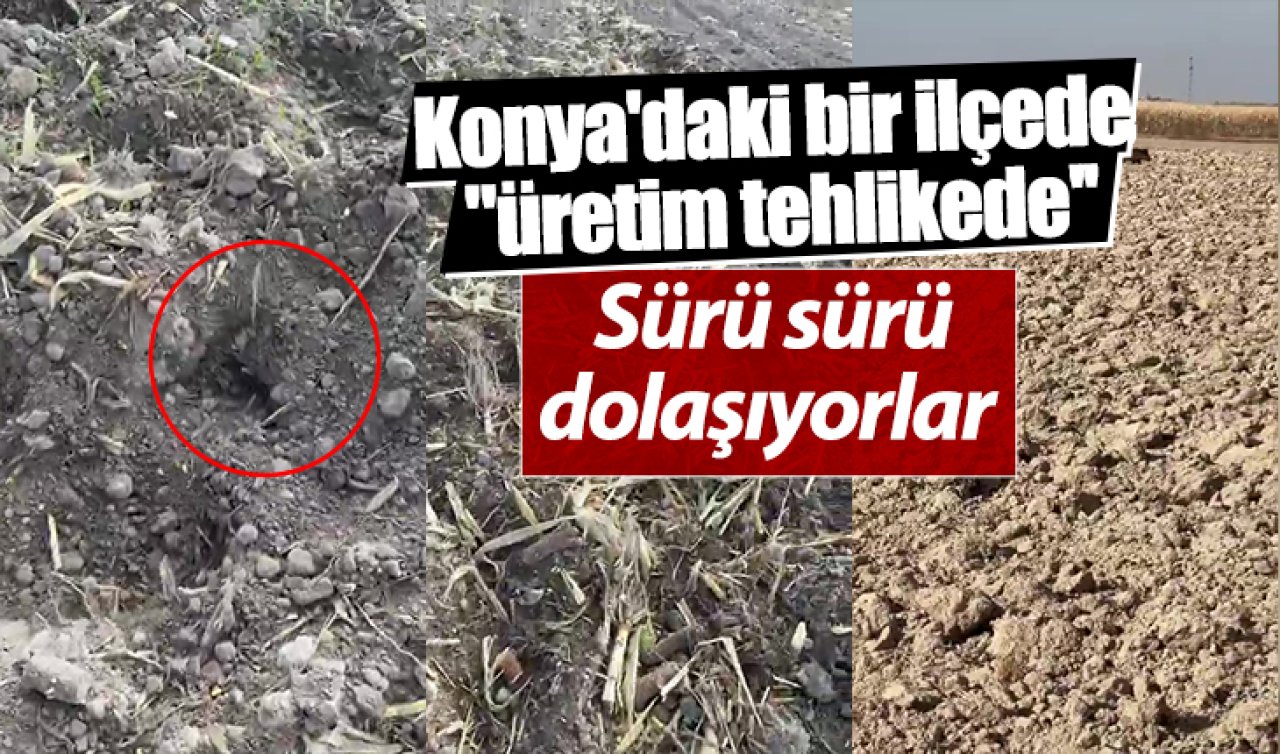 Konya’daki bir ilçede “üretim tehlikede’’! Sürü sürü dolaşıyorlar 