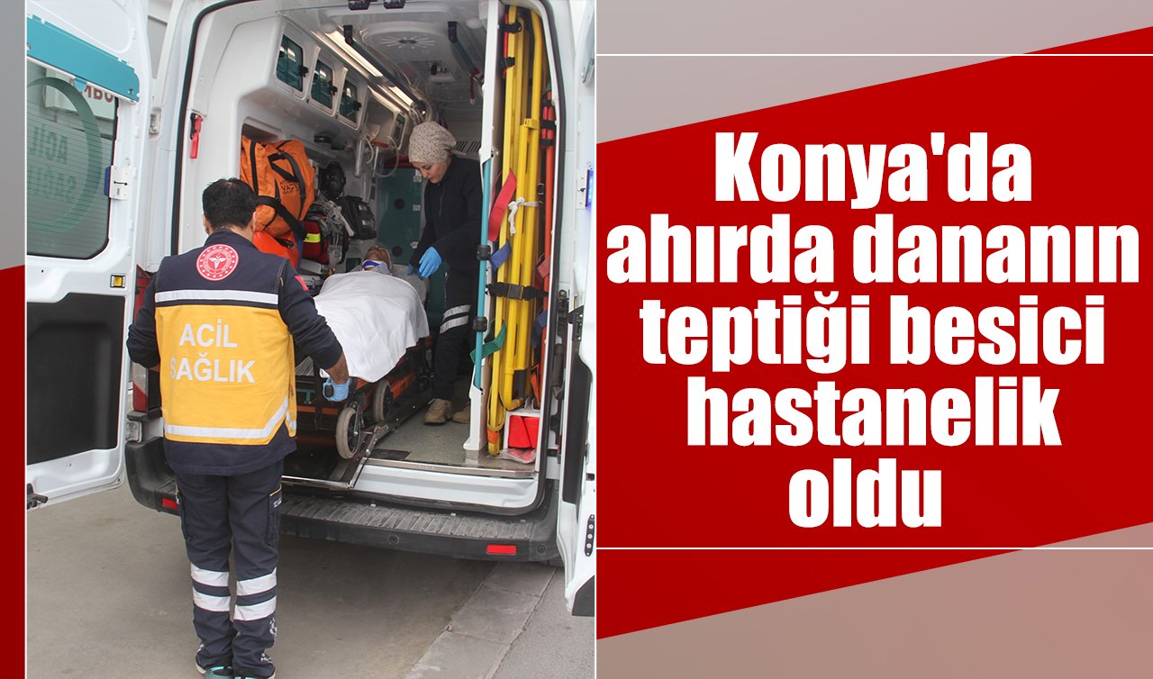Konya’da ahırda dananın teptiği besici hastanelik oldu