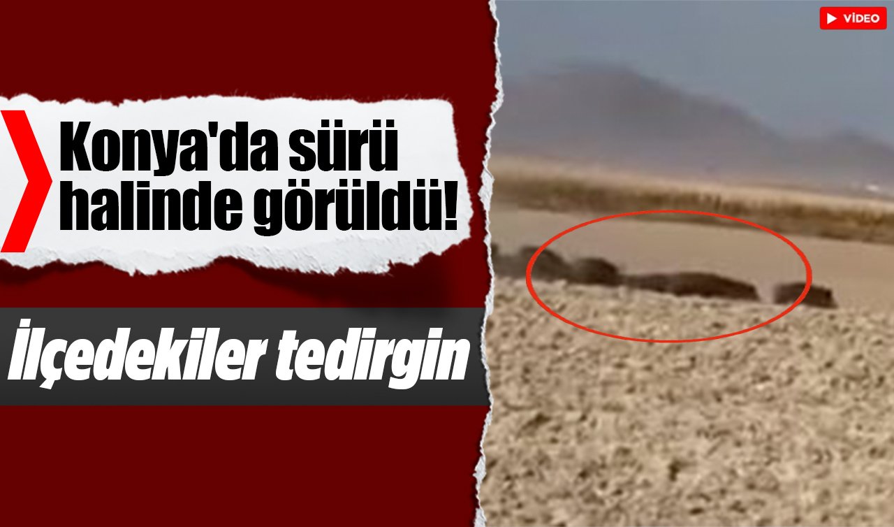 Konya’da sürü halinde görüldü! İlçedekiler tedirgin