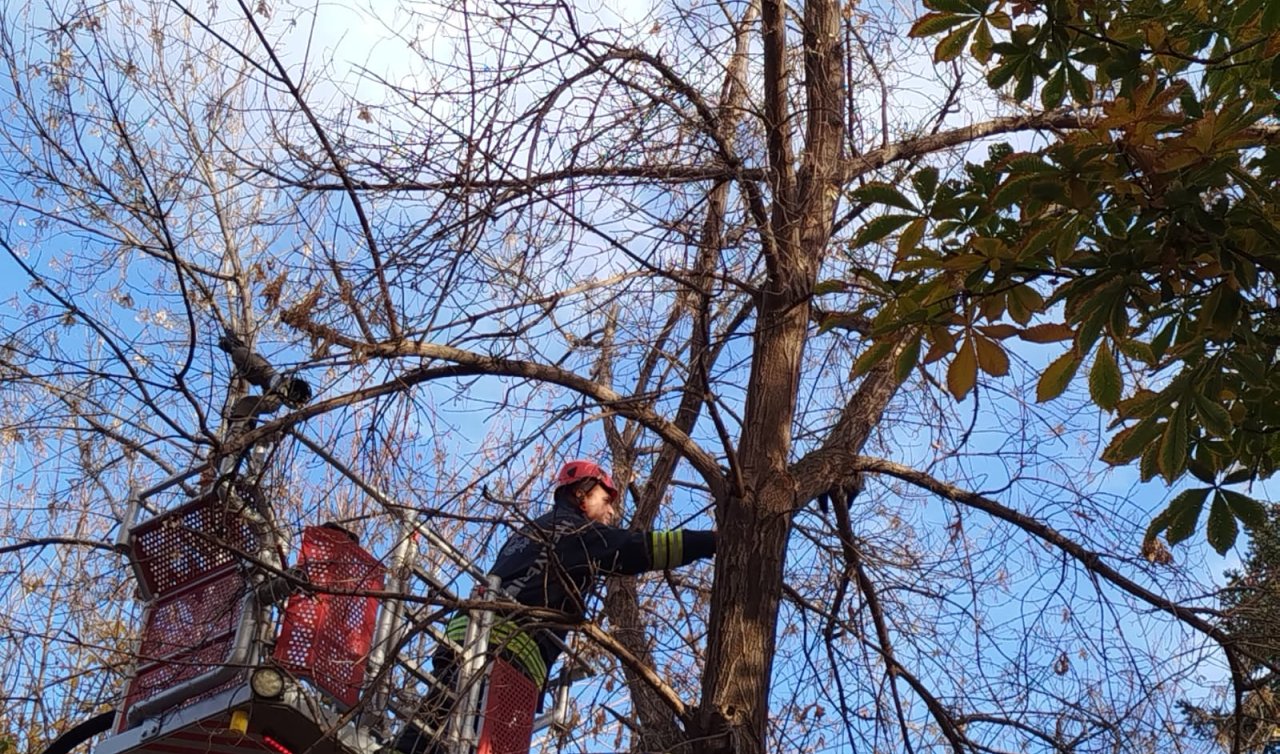 Konya’da ağaçta mahsur kalan kediyi itfaiye ekipleri kurtardı
