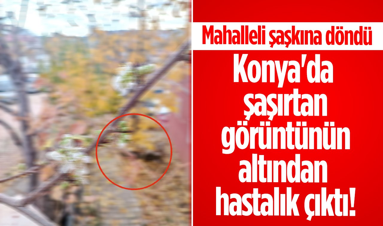 Konya’da şaşırtan görüntünün altından hastalık çıktı! Mahalleli şaşkına döndü